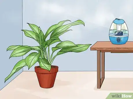 Image titled Grow Chinese Evergreens (Aglaonema) Step 9