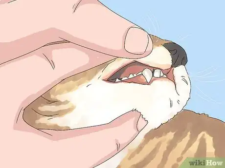 Image titled Handle Mothball Poisoning in Cats Step 3