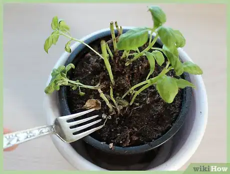 Image titled Troubleshoot Citrus Fruit Failure Step 4