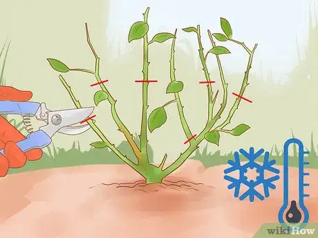 Image titled Grow Roses Organically Step 12