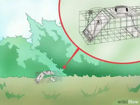 Image titled Trap a Rabbit Step 2