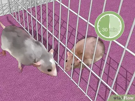 Image titled Introduce Pet Rats Step 3