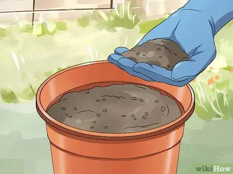 Image titled Grow a Ginger Plant Step 4