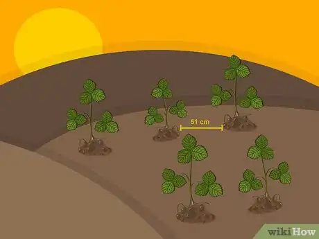 Image titled Grow Strawberries Step 10