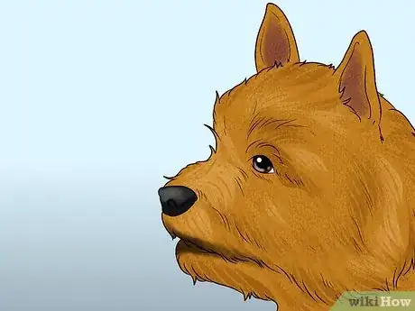 Image titled Identify a Norwich Terrier Step 3