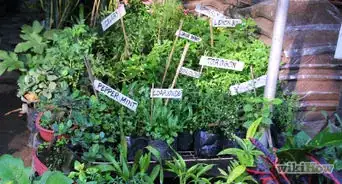 Grow Vegetables Vertically