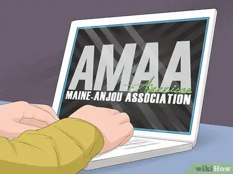 Image titled Identify Maine Anjou Cattle Step 10