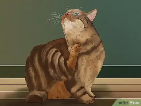 Image titled Diagnose and Treat Flea Allergies in Cats Step 3
