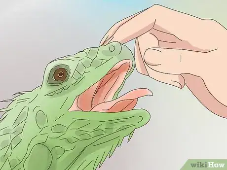 Image titled Buy an Iguana Step 9