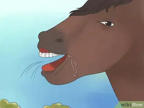 Image titled Take Proper Care of Your Horse's Teeth Step 17