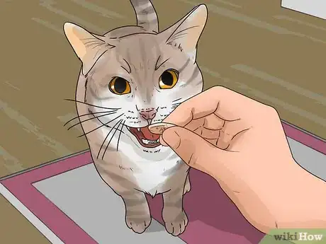 Image titled Help Your Cat Enjoy Having a Bath Step 11