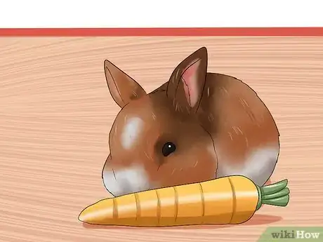 Image titled Win a Rabbit's Trust Step 3