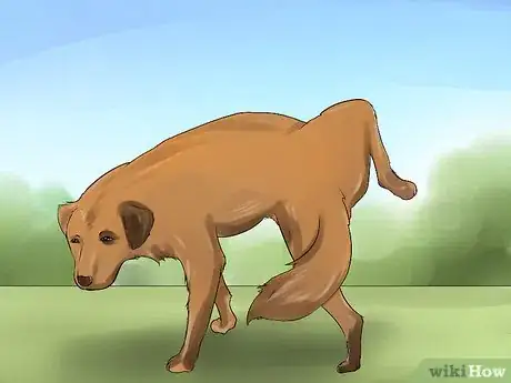 Image titled Detect Canine Bladder Stones Step 4