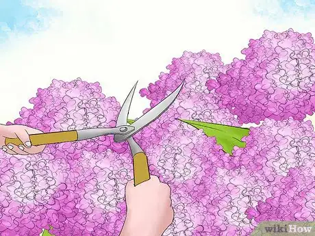 Image titled Prune Hydrangeas Step 9