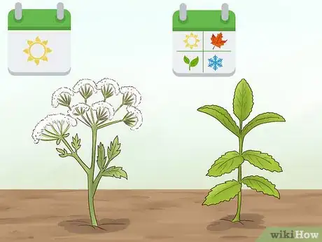 Image titled Grow Herbs Outdoors Step 1