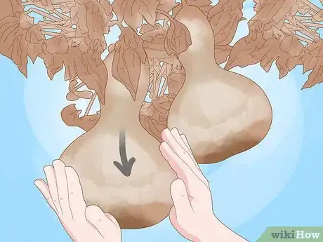 Image titled Grow Bottle Gourds Step 18