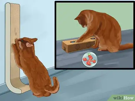 Image titled Take Care of a Somali Cat Step 10