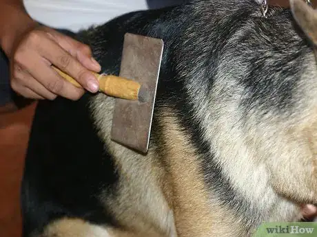 Image titled Treat Your Pets Like Royalty Step 2