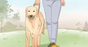 Care for a Dog Blind from Birth