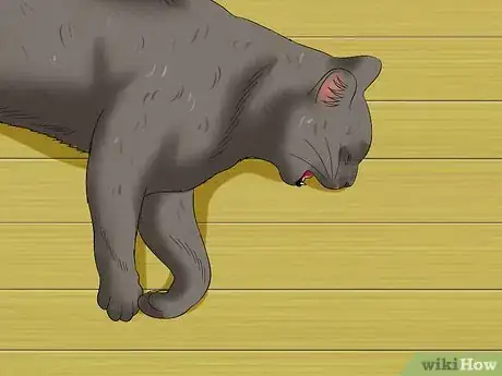 Image titled Prevent Heartworm Disease in Cats Step 4