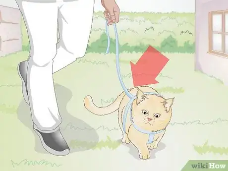 Image titled Keep an Indoor Cat Active Step 15