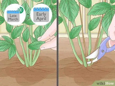 Image titled Prune Red Raspberries Step 2