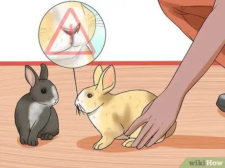 Image titled Prevent Snuffles (Pasteurella) in Rabbits Step 1