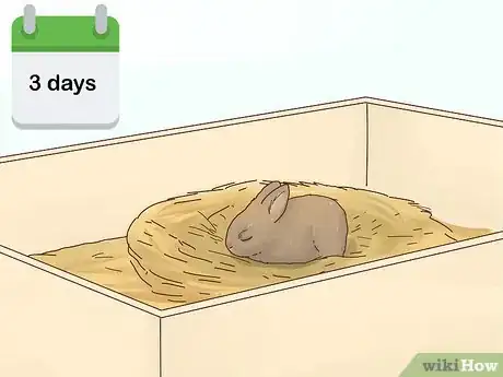 Image titled Care for a Baby Wild Rabbit Step 5