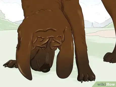 Image titled Identify a Bloodhound Step 14