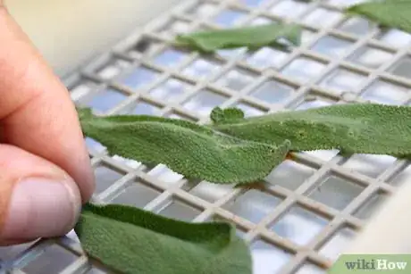 Image titled Dry Sage Step 16