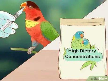 Image titled Treat Chlamydiosis in Lories and Lorikeets Step 13