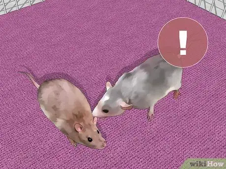 Image titled Introduce Pet Rats Step 5