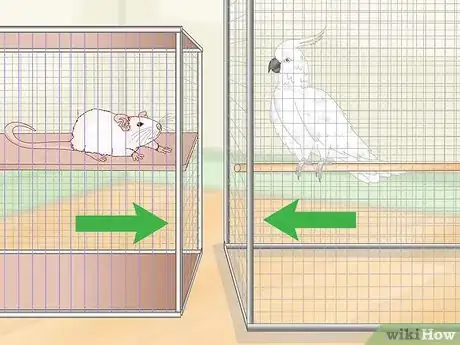 Image titled Keep Pet Rats Safe Around Other Pets Step 3