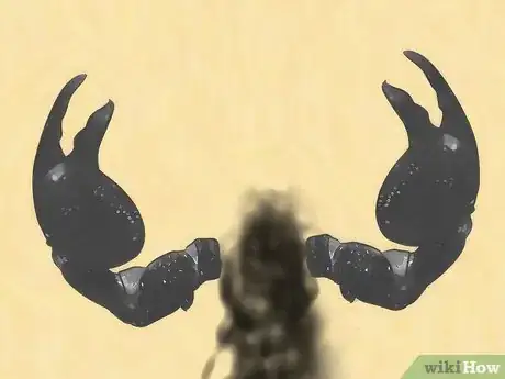 Image titled Identify an Emperor Scorpion Step 3