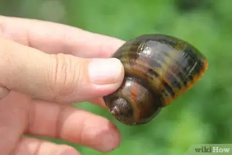 Image titled Prepare Escargot Step 2