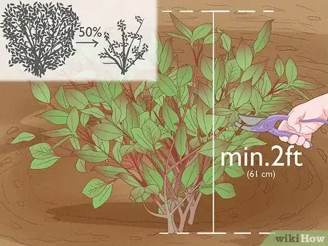 Image titled Prune Red Robin Step 13