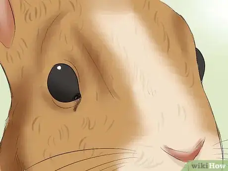 Image titled Prevent Snuffles (Pasteurella) in Rabbits Step 7
