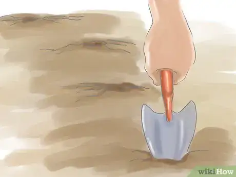 Image titled Grow Butterfly Weed Step 4