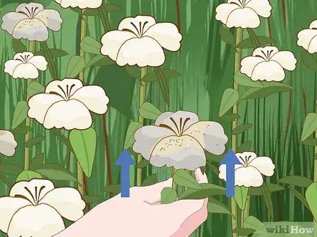 Image titled Plant Snowdrops Step 16