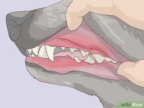 Image titled Check for Signs of Dental Disease in Dogs Step 8