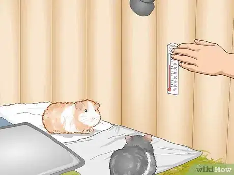 Image titled Care for an Outdoor Guinea Pig Step 24