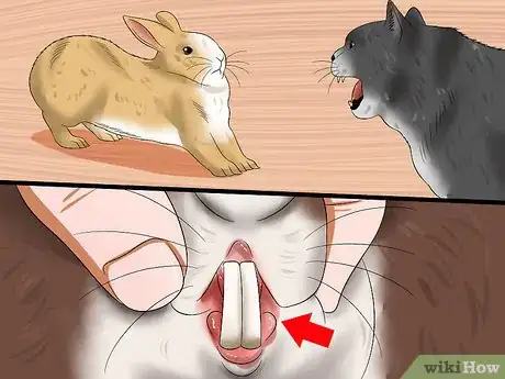 Image titled Diagnose Digestive Problems in Rabbits Step 3