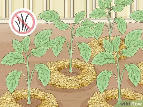 Image titled What Mulch Is Good for a Vegetable Garden Step 3