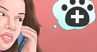 Keep Ticks from Your Dogs