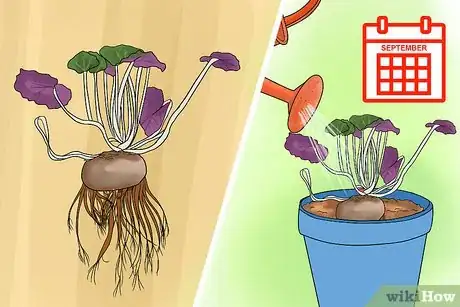 Image titled Care for Cyclamen Plants Step 8