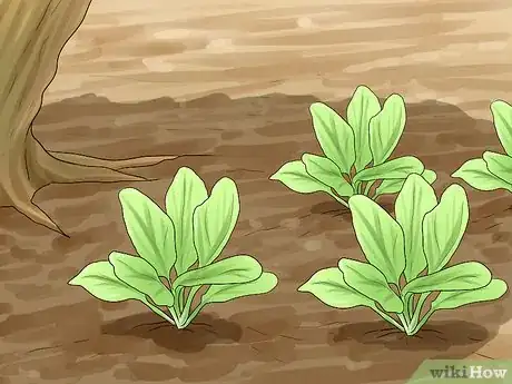 Image titled Garden in a Mediterranean Climate Step 7