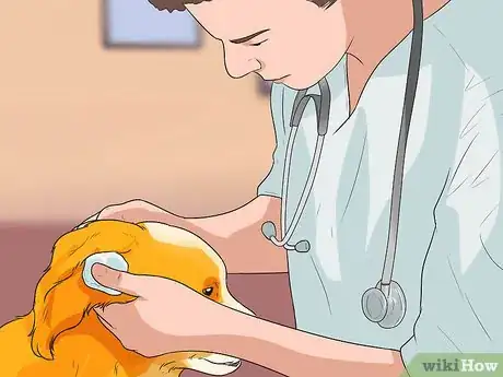 Image titled Diagnose Ear Infections in Cocker Spaniels Step 10