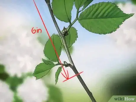 Image titled Grow Snowball Trees Step 8