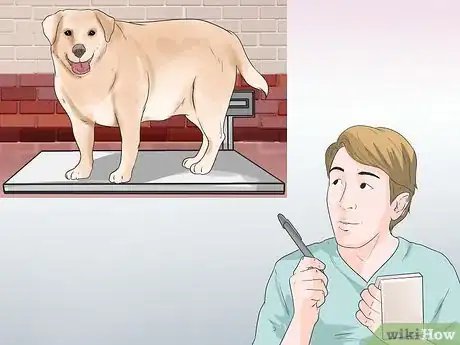 Image titled Diagnose Obesity in Labrador Retrievers Step 12