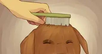 Give a Small Dog a Bath